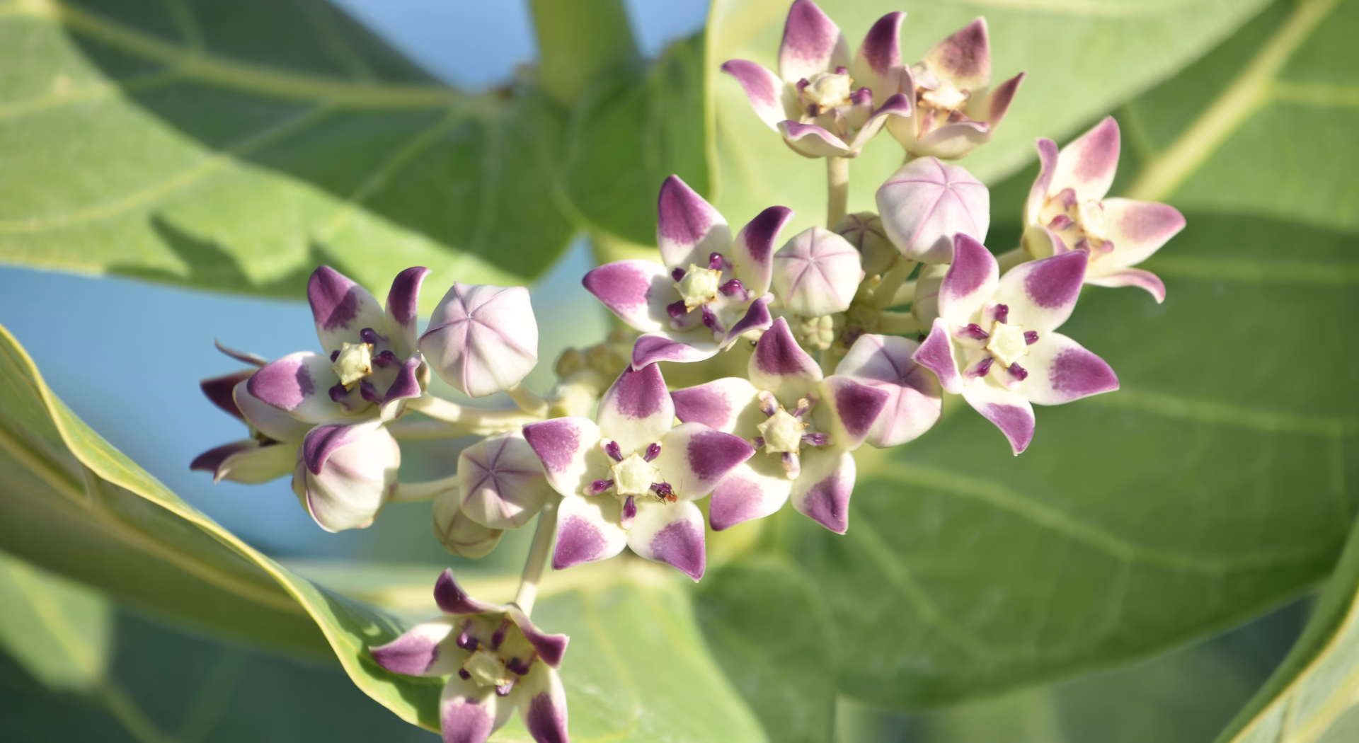 Imagen de cerca de la planta harpagofito. Se ven sus hojas y flores.