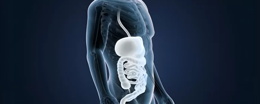 Intestinal flora: Functions and benefits