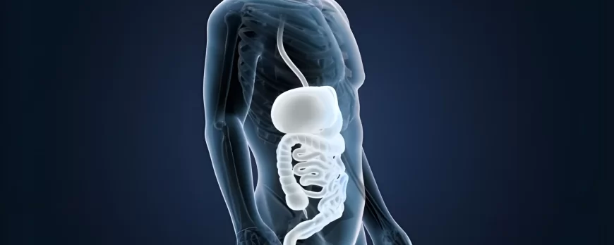 Flore intestinale: Fonctions et avantages