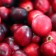 THE CRANBERRY