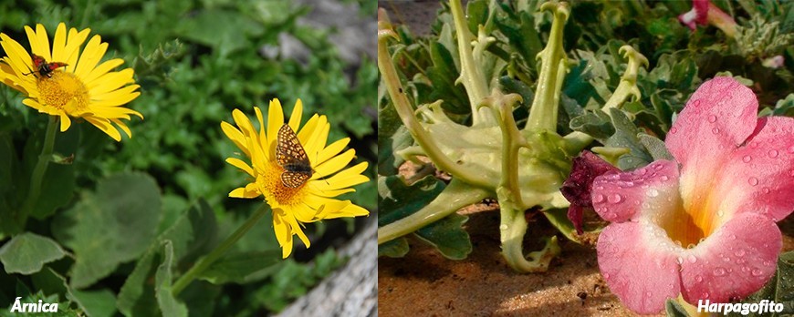 ARNICA AND DEVILS CLAW