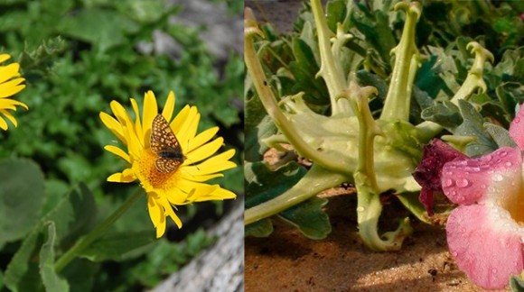 ARNICA AND DEVILS CLAW