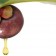 El Mangostán