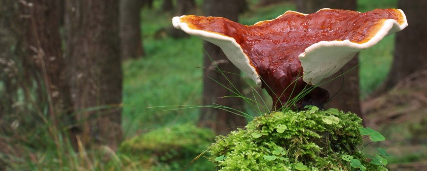 El Reishi