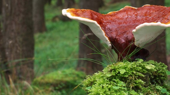 EL REISHI