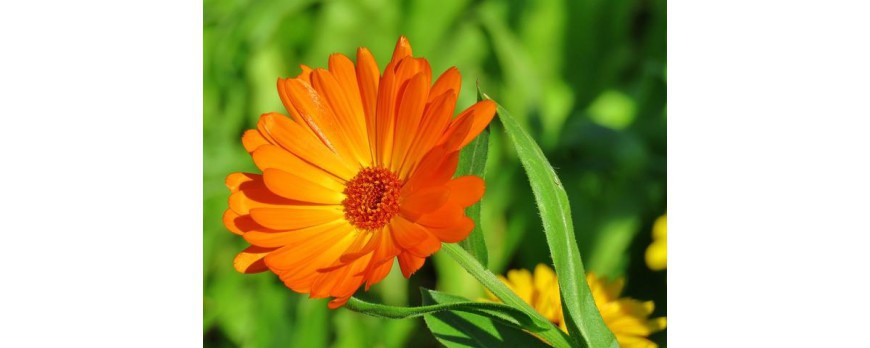 Qualities of the Calendula on the skin care and health
