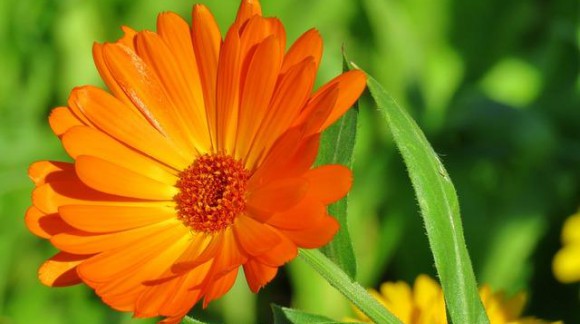 Qualities of the Calendula on the skin care and health