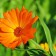 Qualities of the Calendula on the skin care and health